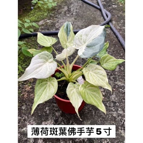 佛手芋開花|佛手的養殖方法和注意事項